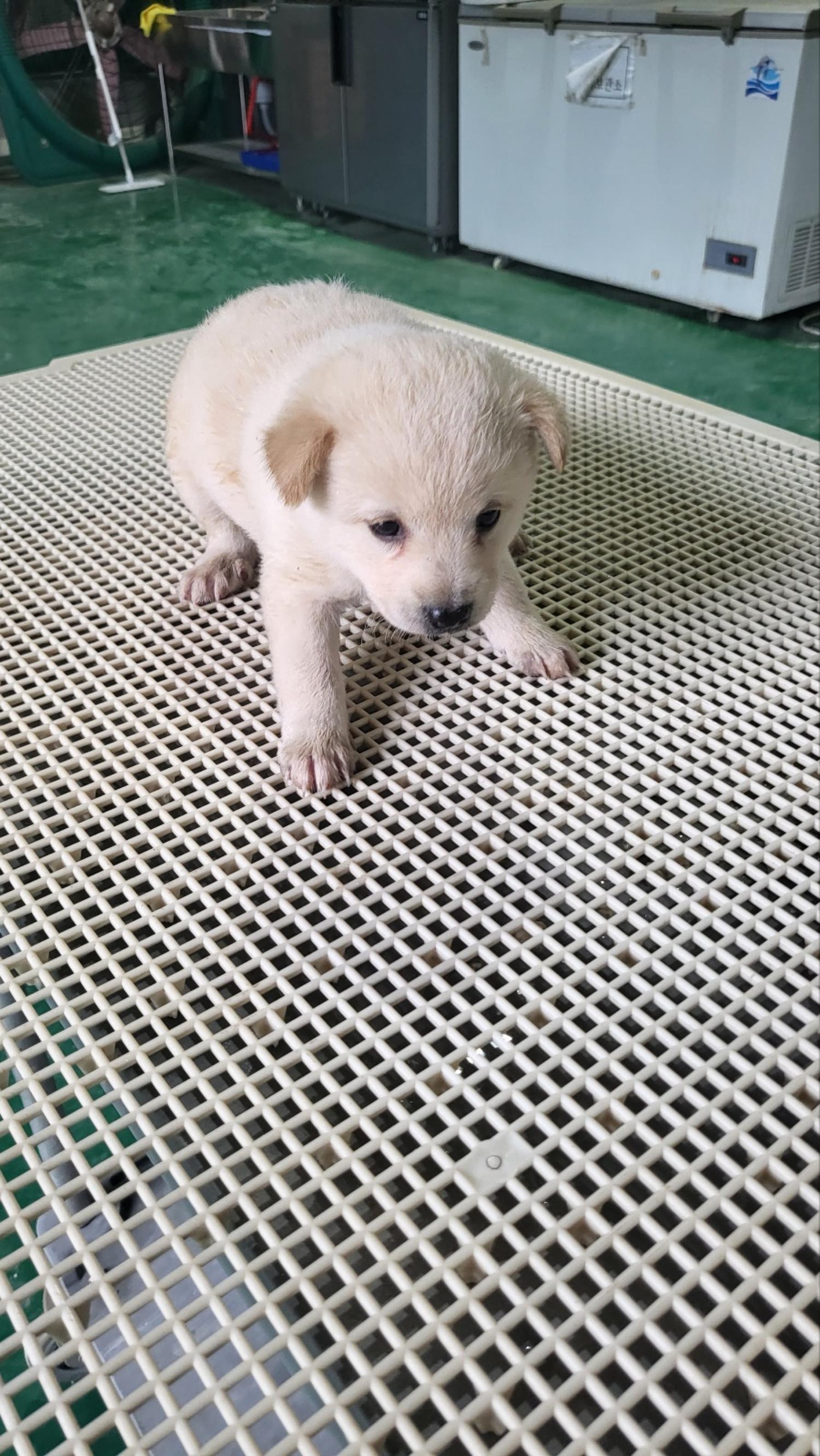 거창유기동물보호센터_448547202300601